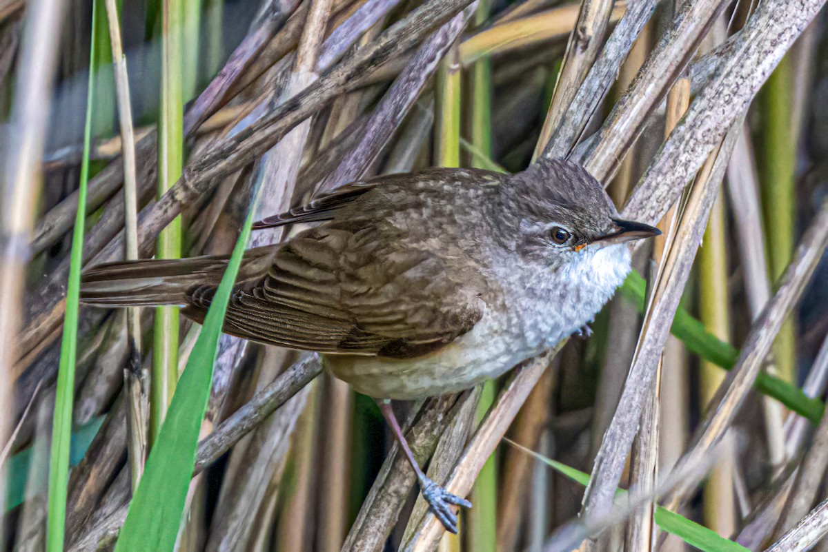 Great Reed Warbler - ML583093221