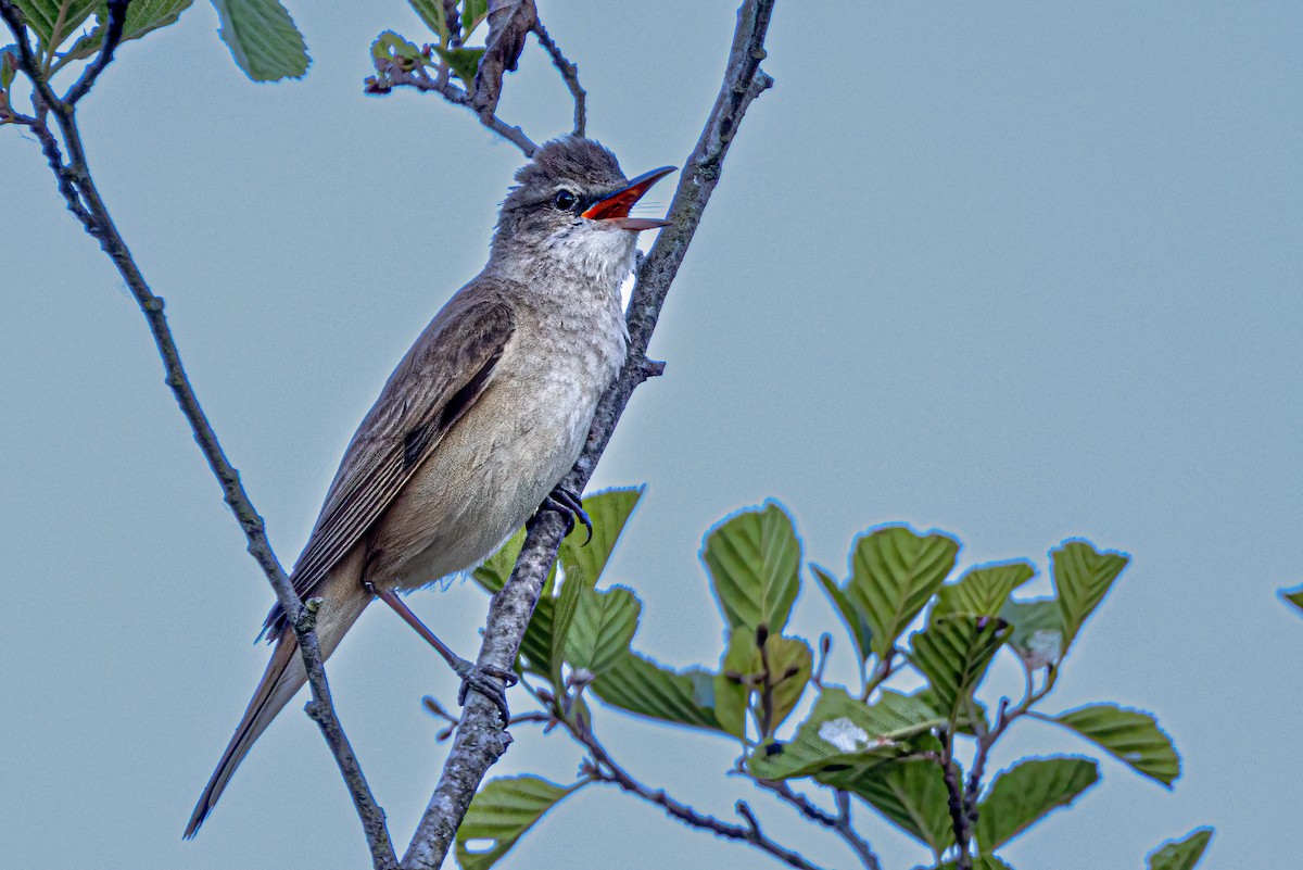 Great Reed Warbler - ML583093231