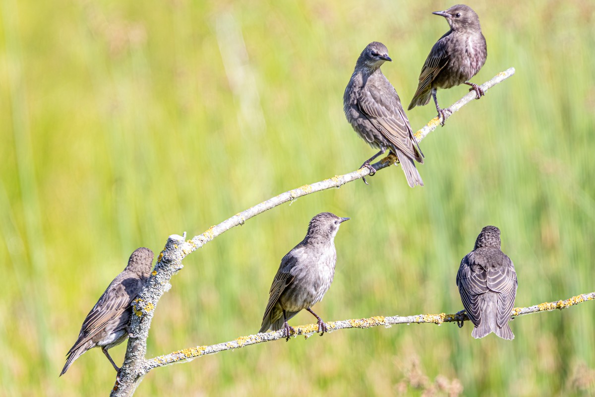 European Starling - ML583093261