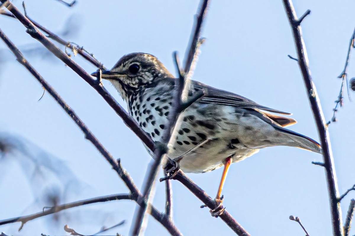 Song Thrush - ML583093921