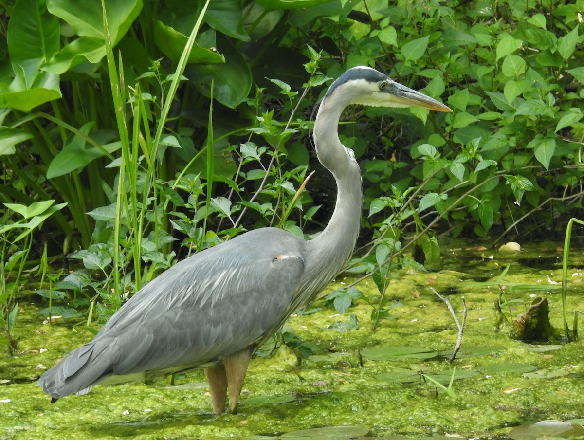 Great Blue Heron - Kent Miller