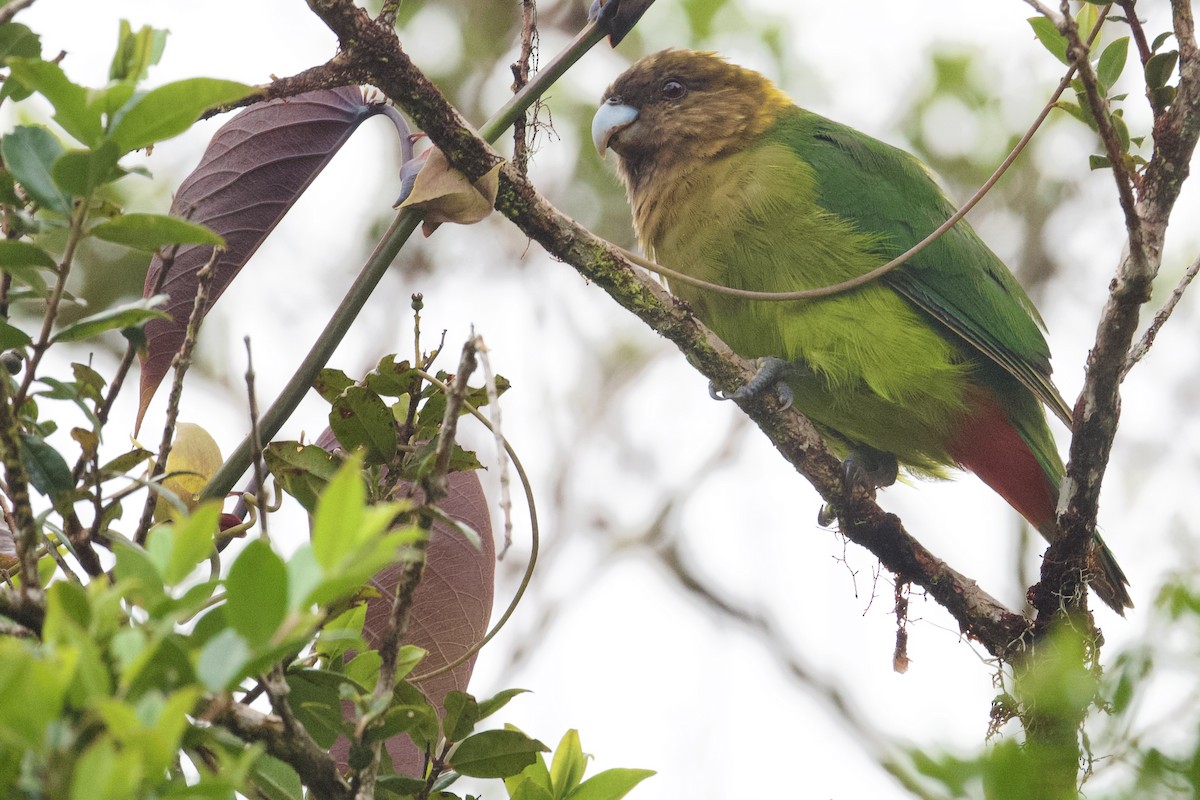 Modest Tiger-Parrot - ML583095441