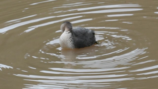 Hoary-headed Grebe - ML583098031