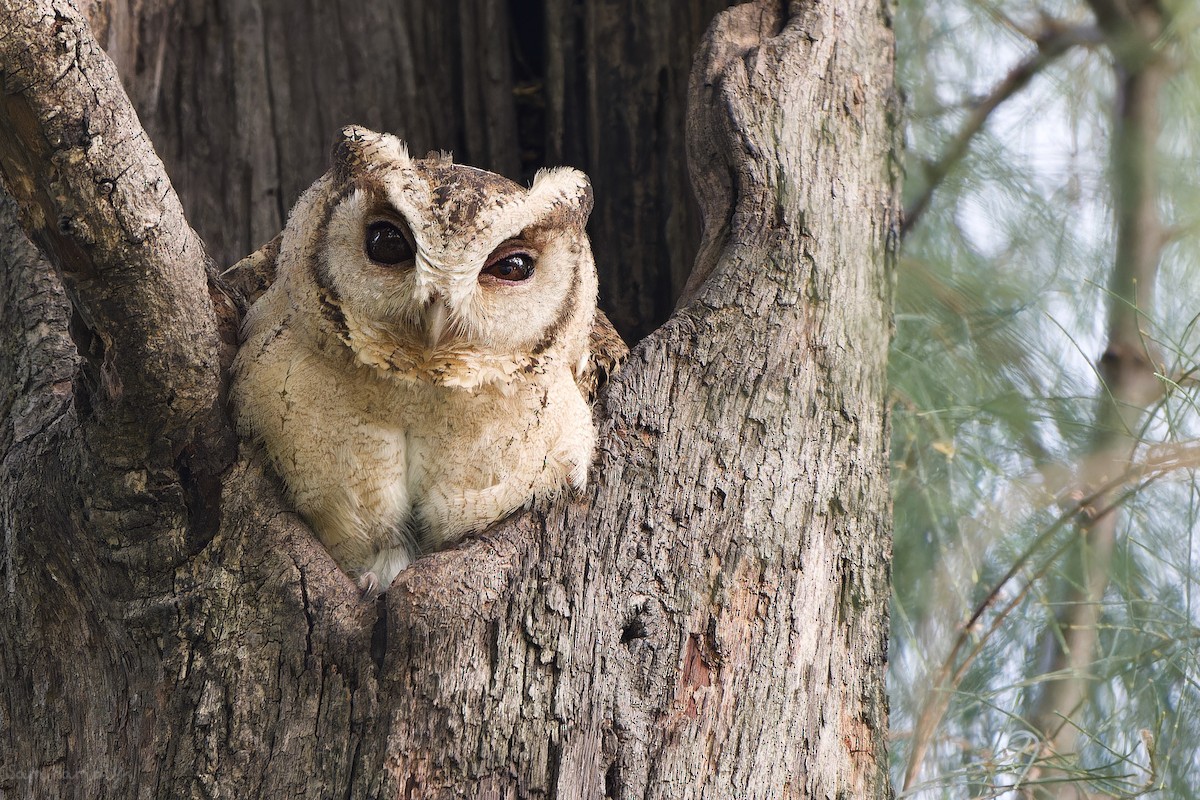 Collared Scops-Owl - Sam Hambly