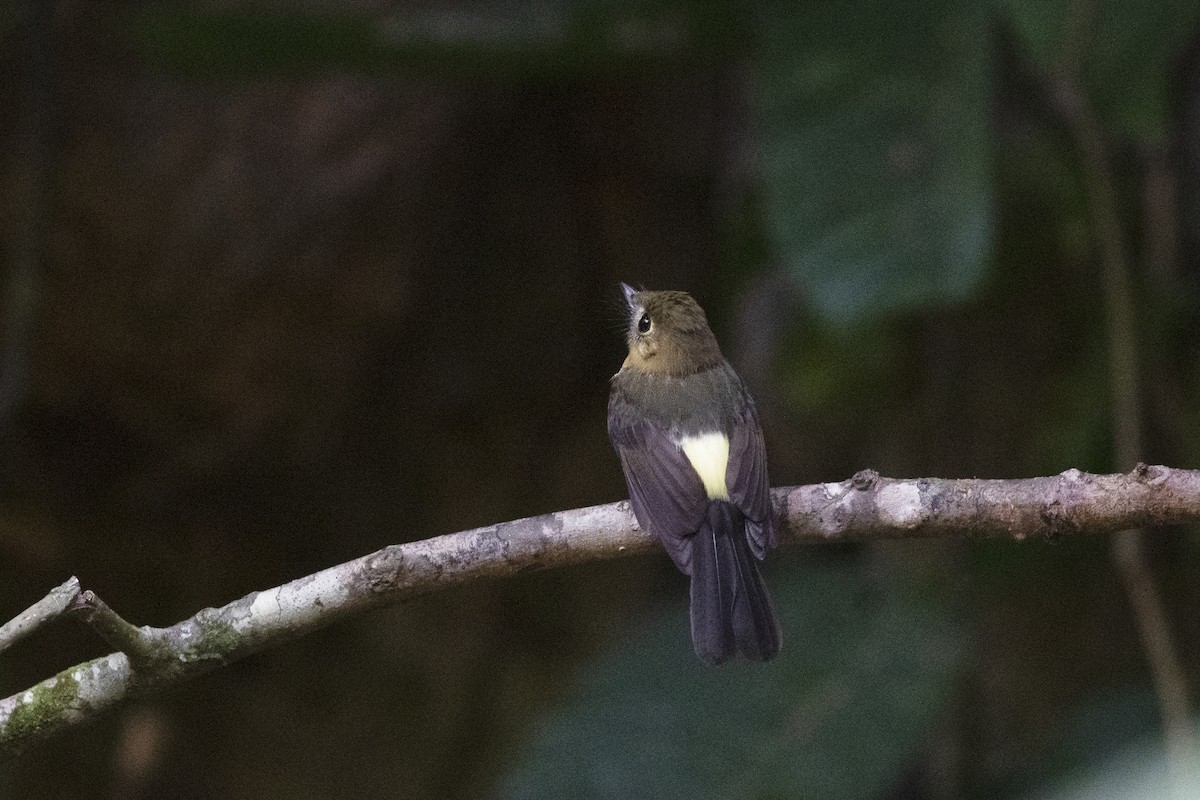 Sulphur-rumped Flycatcher - ML583100731