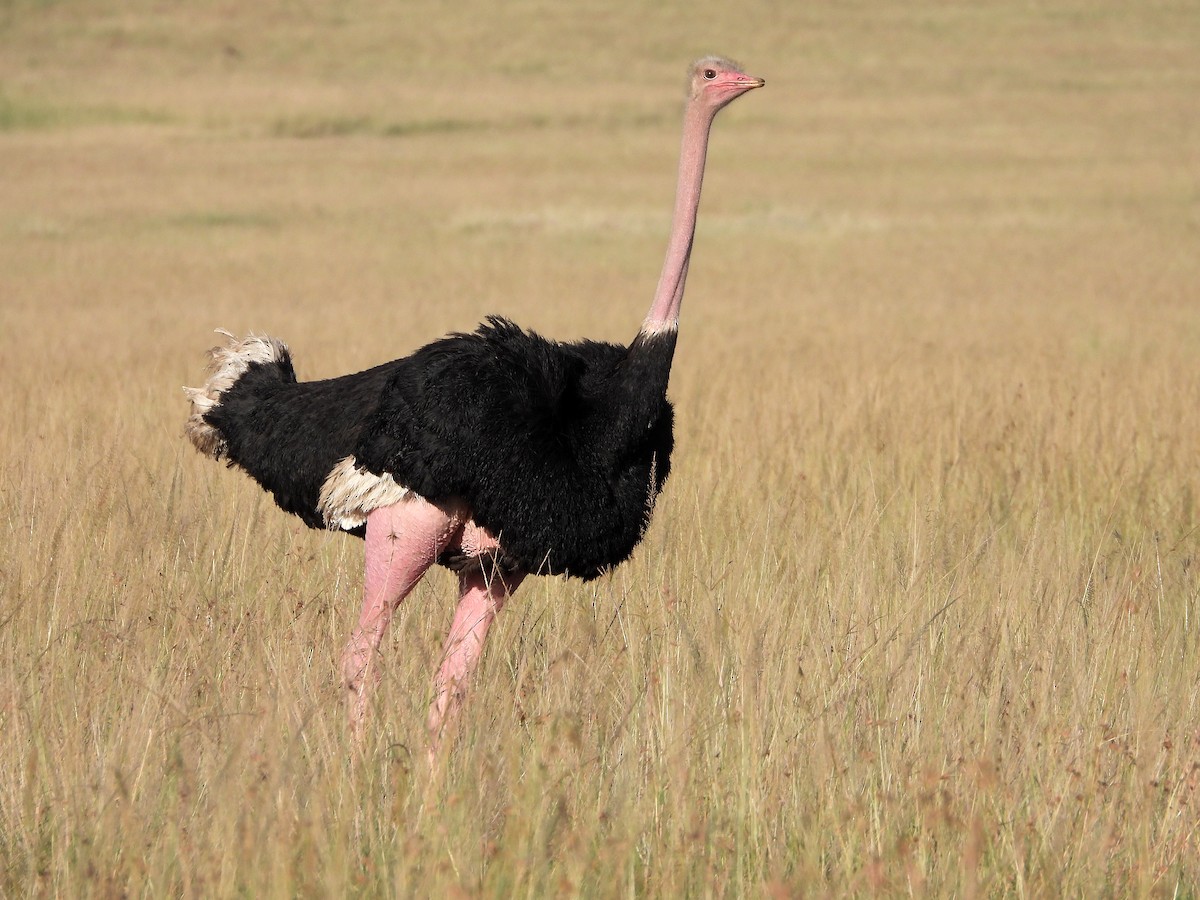 Common Ostrich - ML583102141