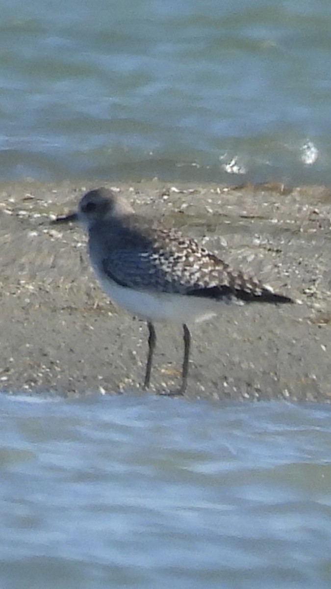 Black-bellied Plover - ML583103961