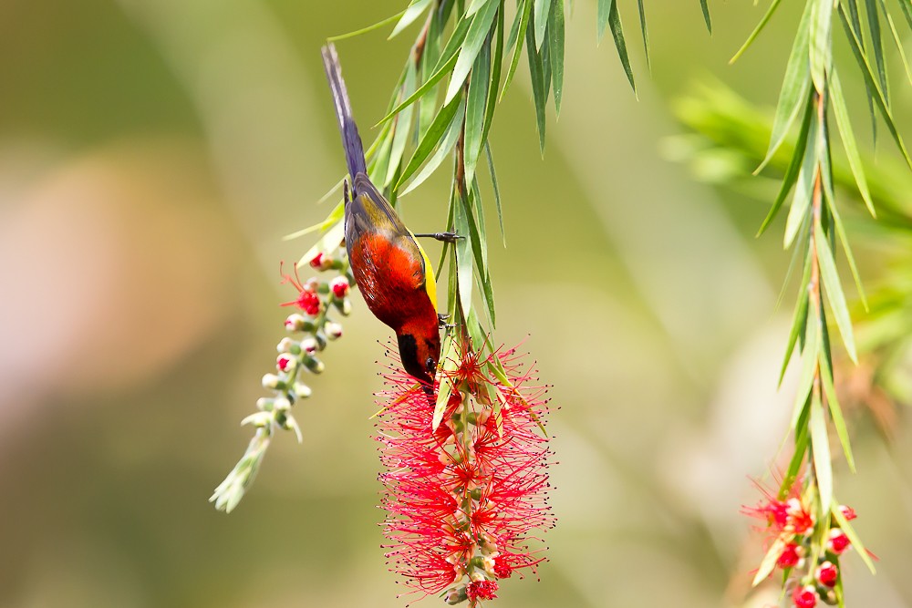 Mrs. Gould's Sunbird (Purple-rumped) - ML583104871