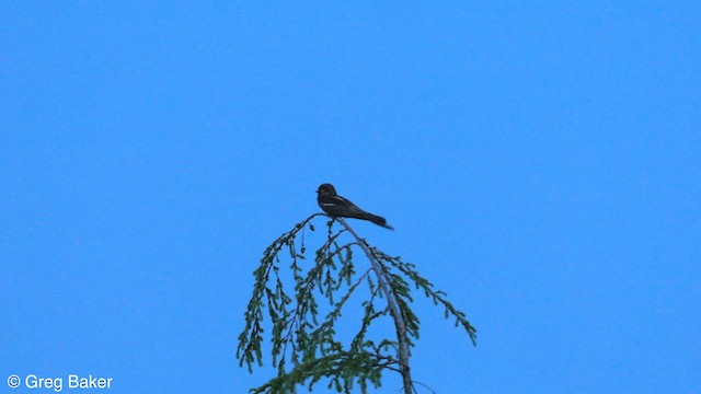 Eurasian Nightjar - ML583104981