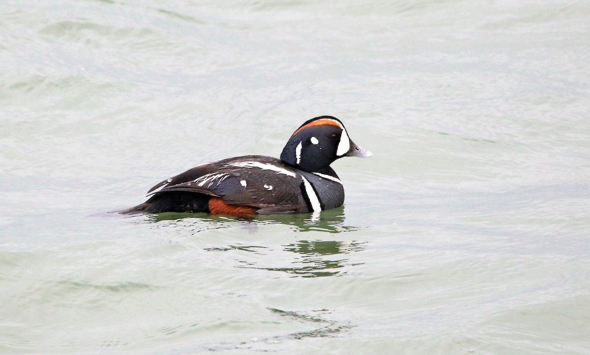 Harlequin Duck - Marie-Josee D'Amour