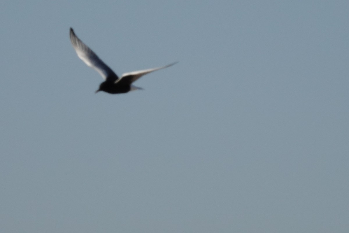 White-winged Tern - ML583106231