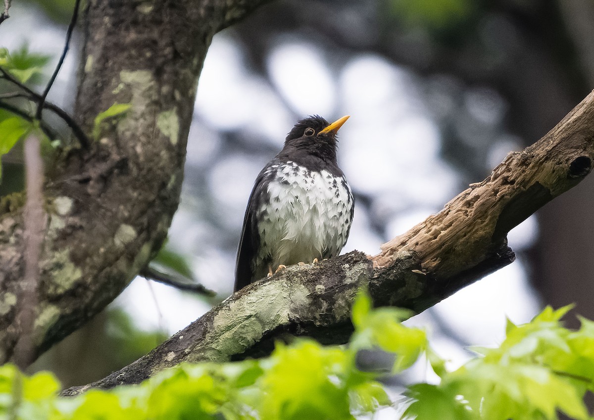 Japanese Thrush - ML583107451