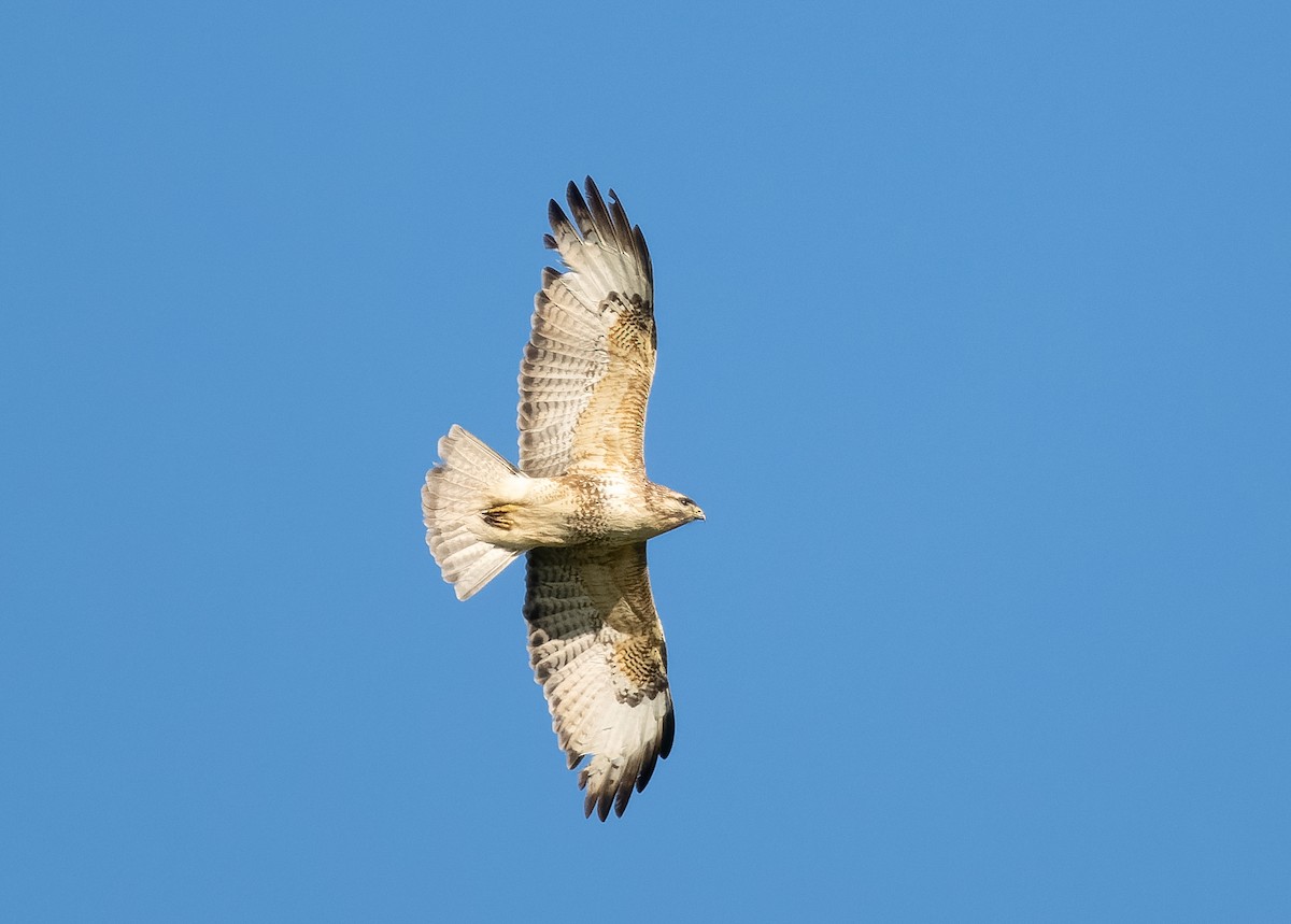 Eastern Buzzard - ML583108161