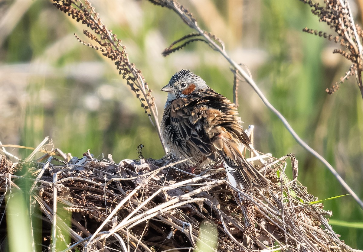 Chestnut-eared Bunting - ML583108221