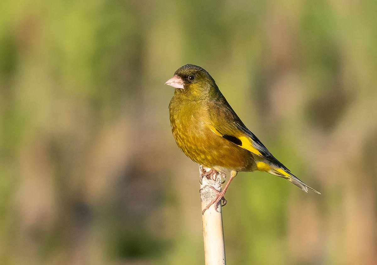 Oriental Greenfinch - Simon Colenutt