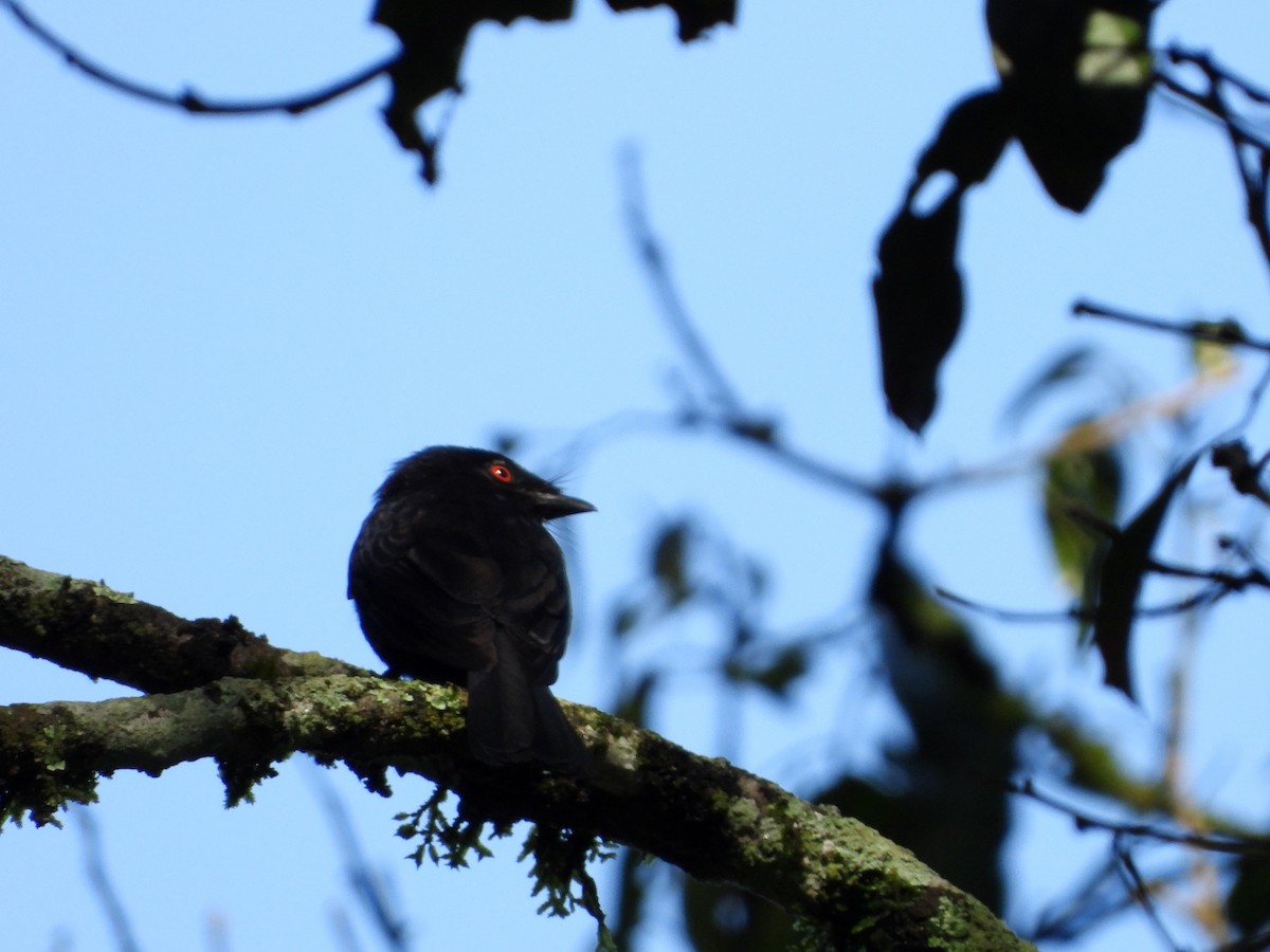 Sharpe's Drongo (Eastern) - Luis Gonzalez