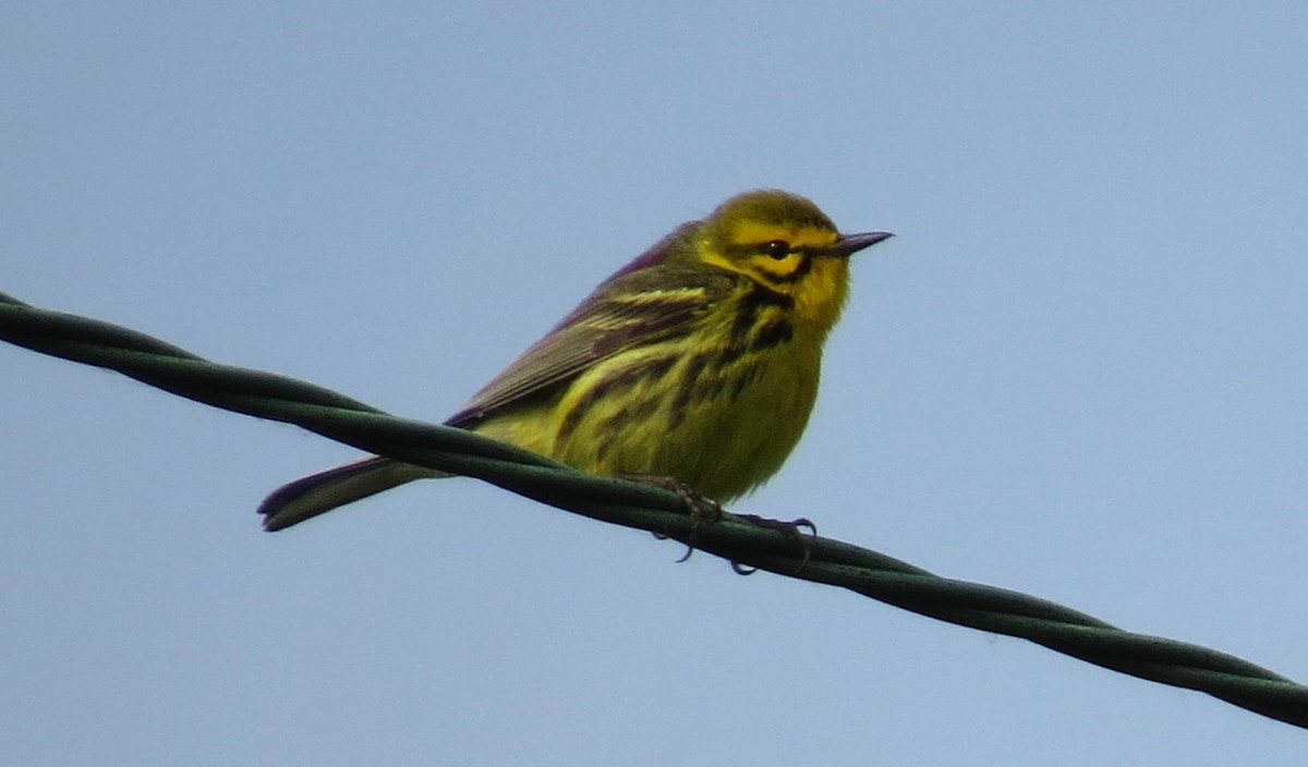 Prairie Warbler - shelley seidman