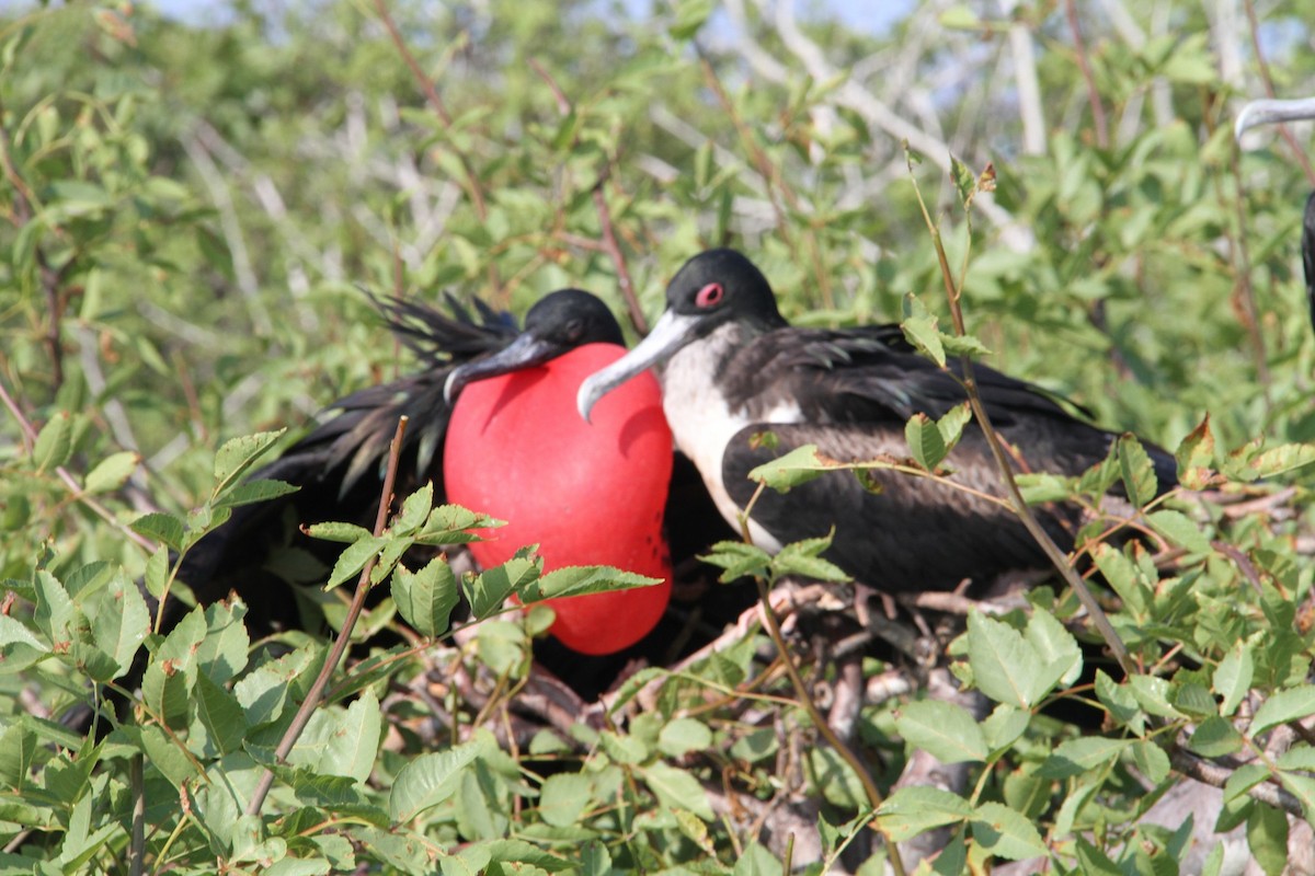 Great Frigatebird - ML58311101