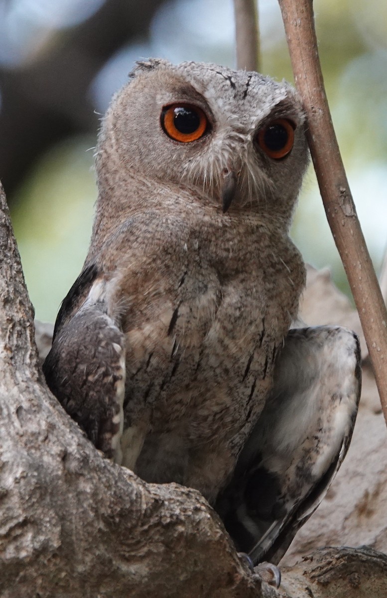 Indian Scops-Owl - Prof Chandan Singh Dalawat