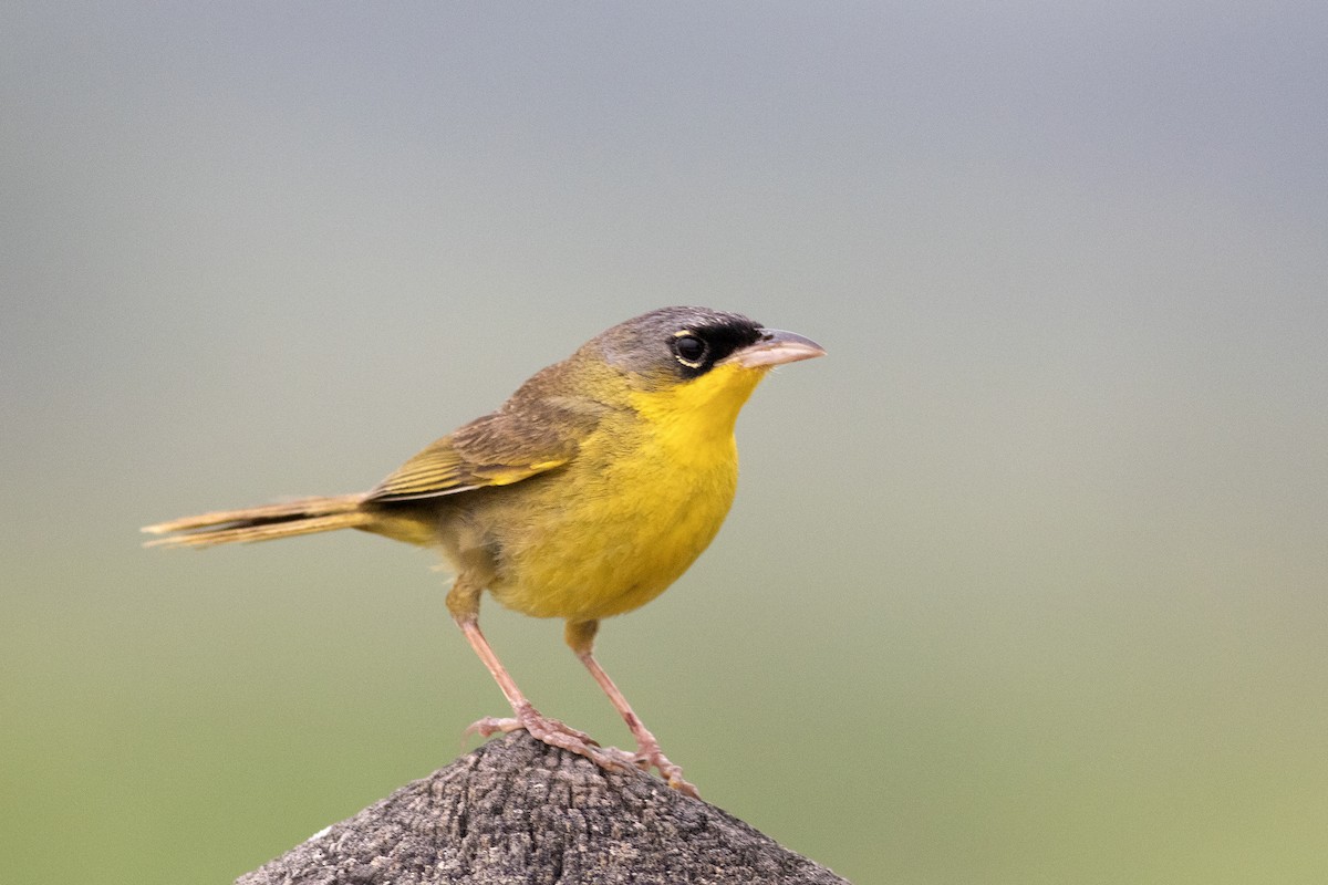 Gray-crowned Yellowthroat - ML583111901