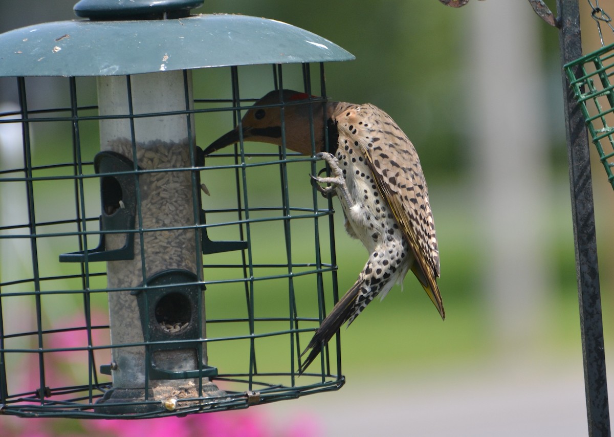 Northern Flicker - Peggy Mabb