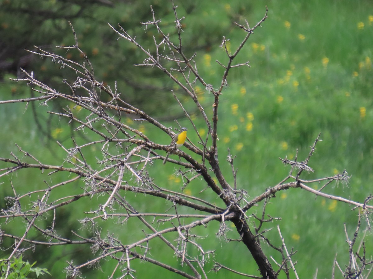 Yellow-breasted Chat - ML583113551