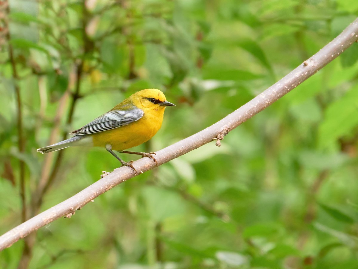 Blue-winged Warbler - Alex Eisengart