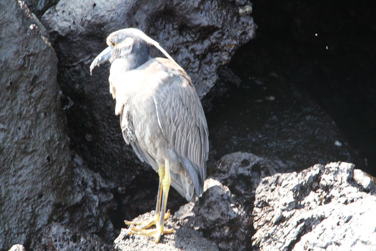 Yellow-crowned Night Heron - ML58311371