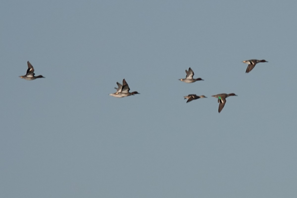 Green-winged Teal - Ayberk Tosun