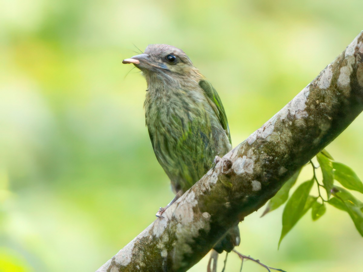 Yeşil Kulaklı Barbet - ML583114911