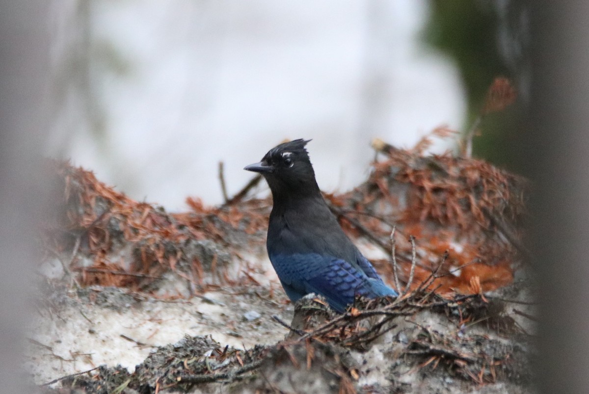 Steller's Jay - ML583115621