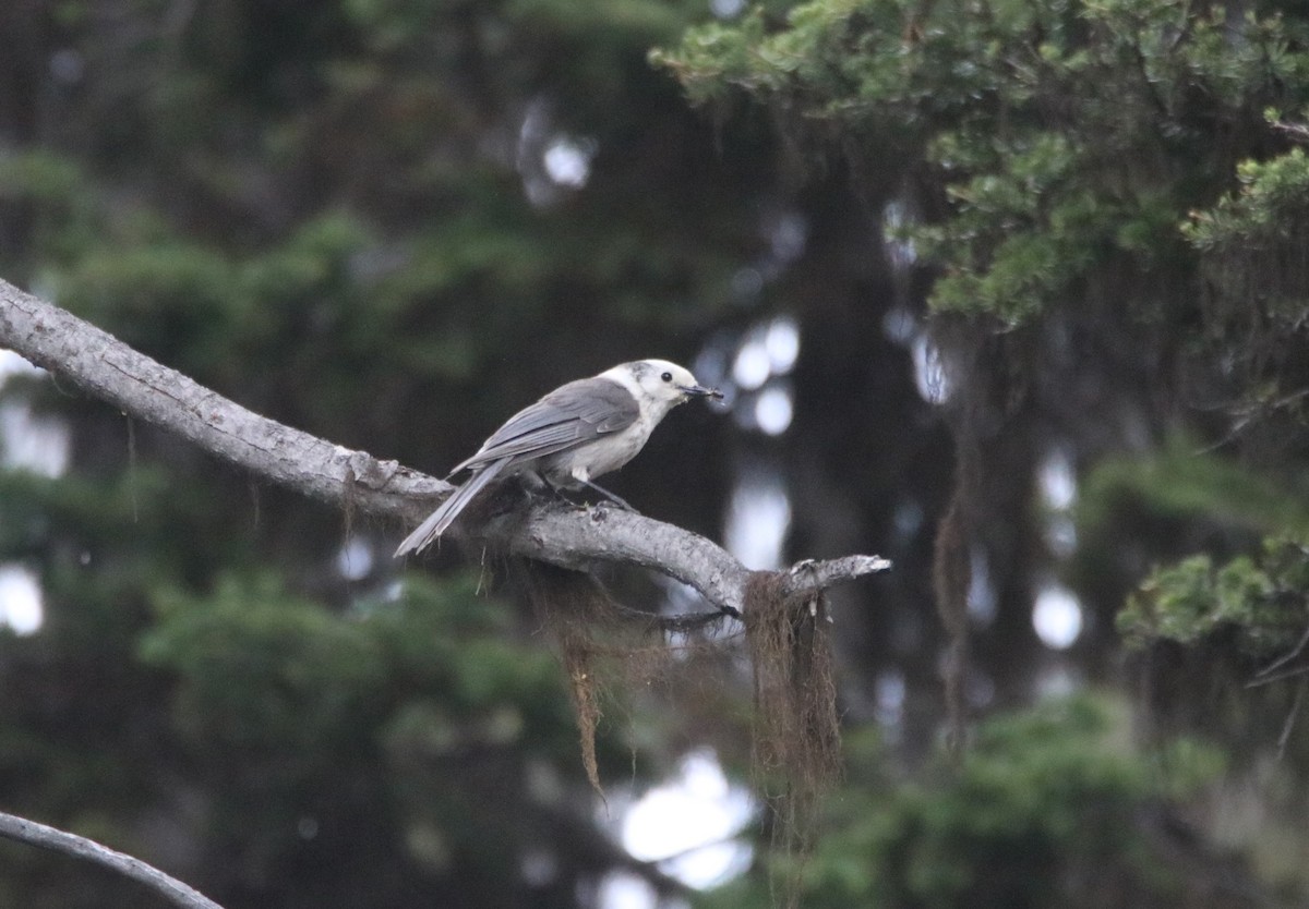 Canada Jay - ML583115951