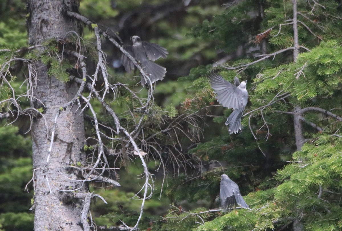 Canada Jay - ML583116071