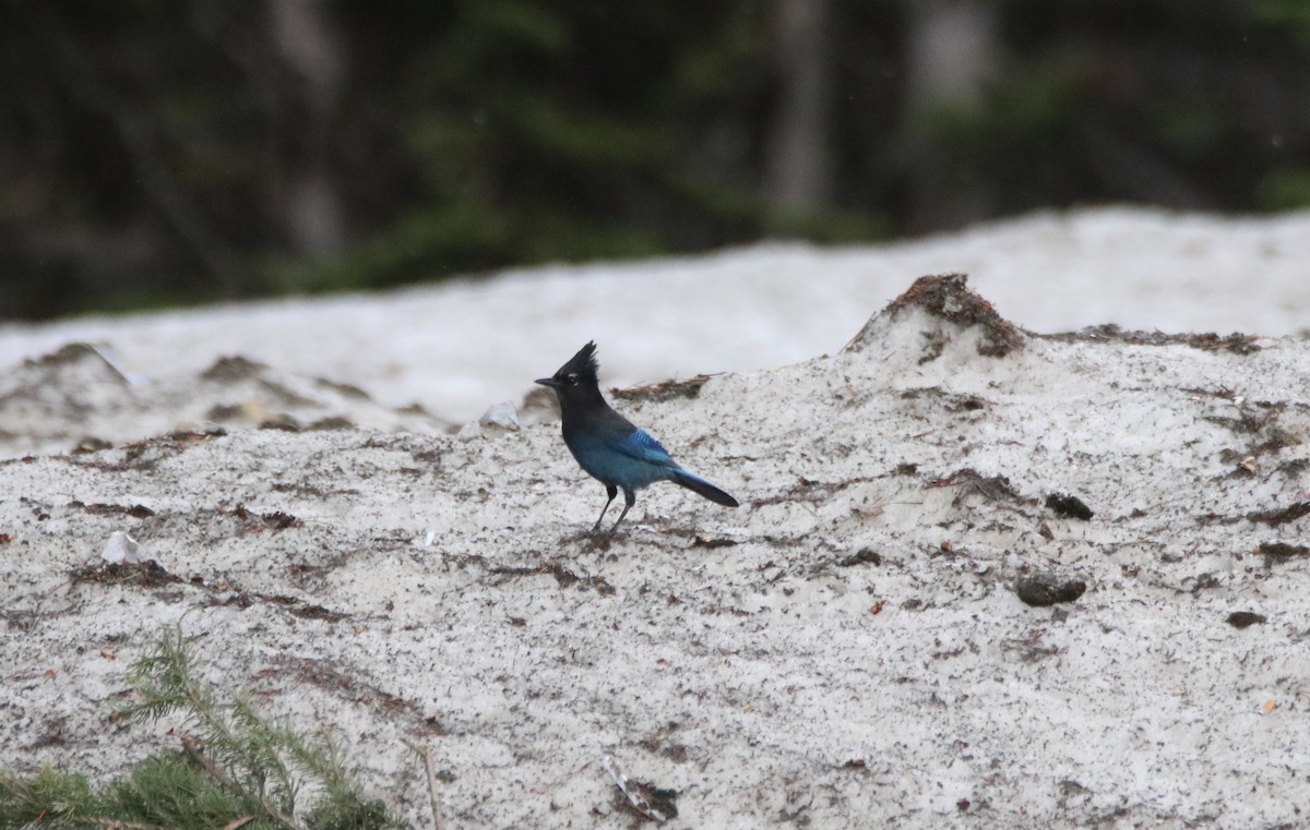 Steller's Jay - ML583116101