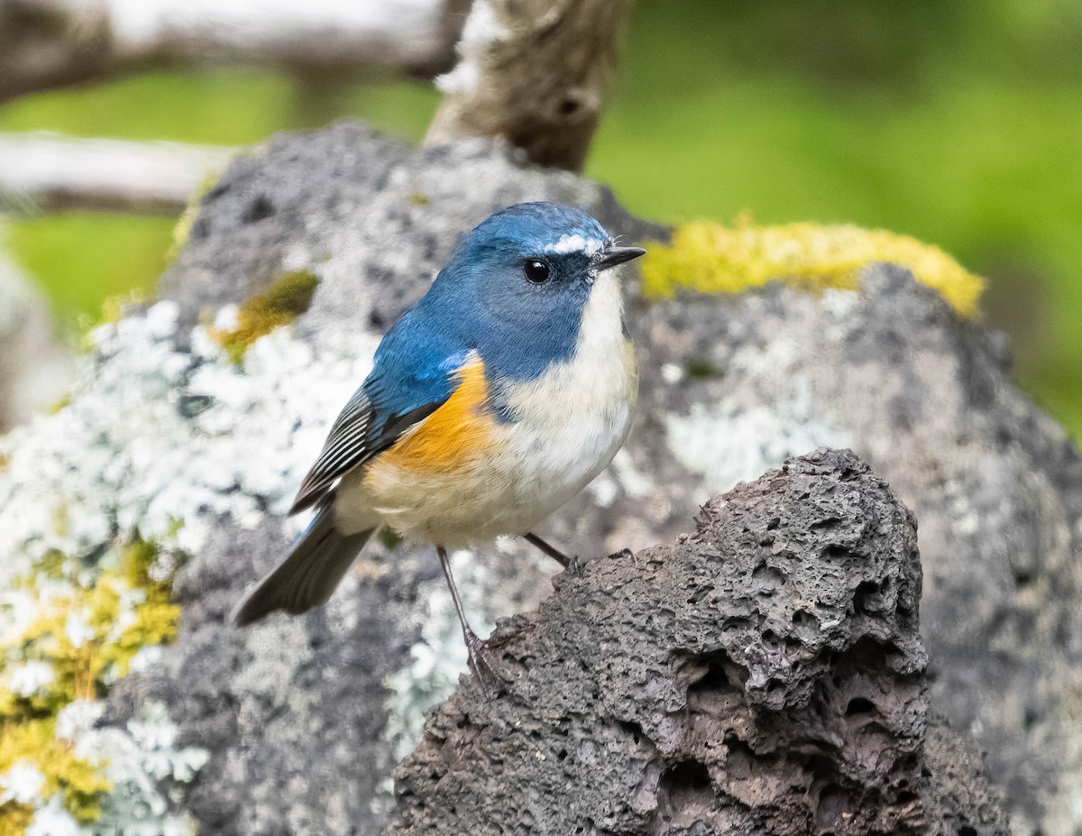 Red-flanked Bluetail - ML583116351