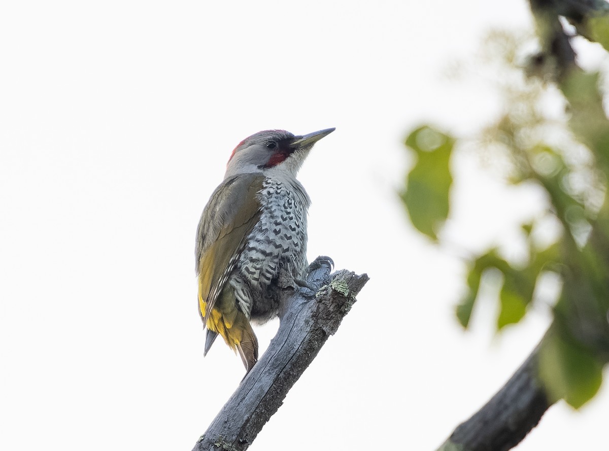 Japanese Woodpecker - ML583116491