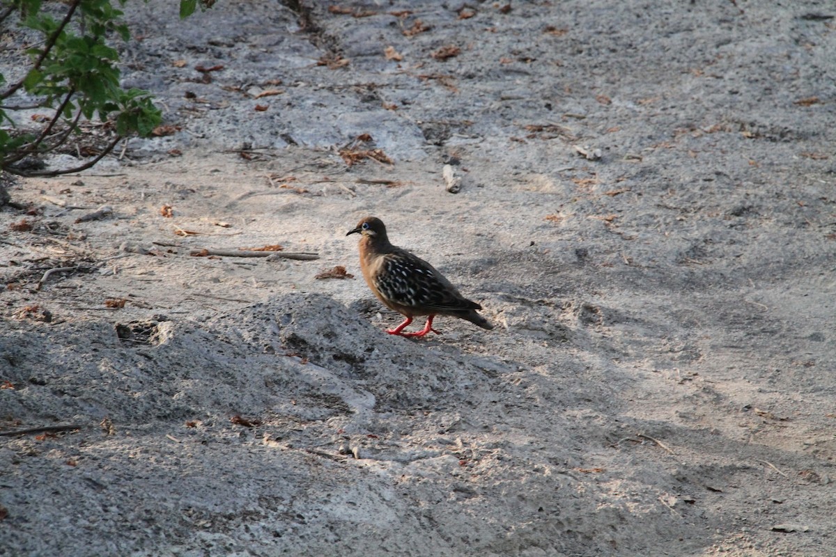 Galapagos Dove - karyl gabriel