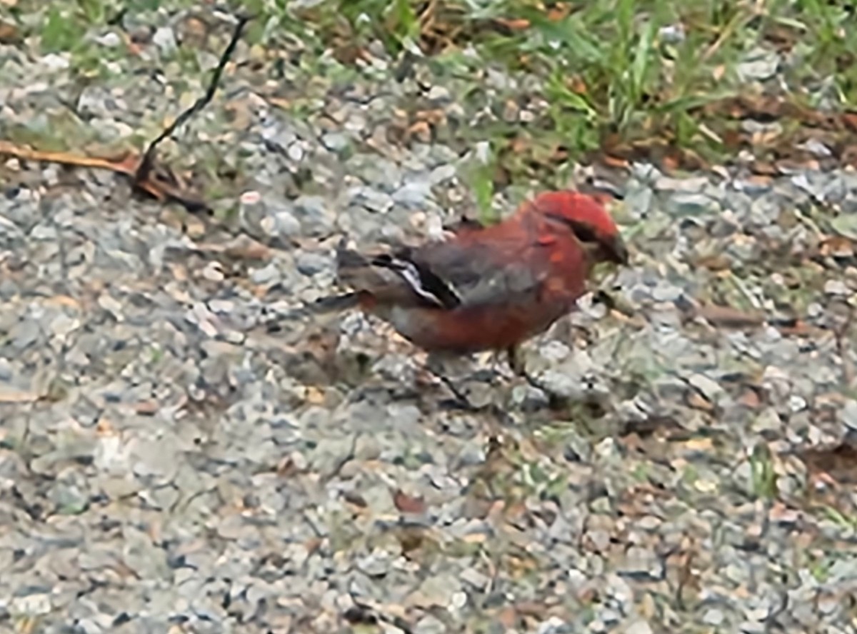 Pine Grosbeak - ML583117781