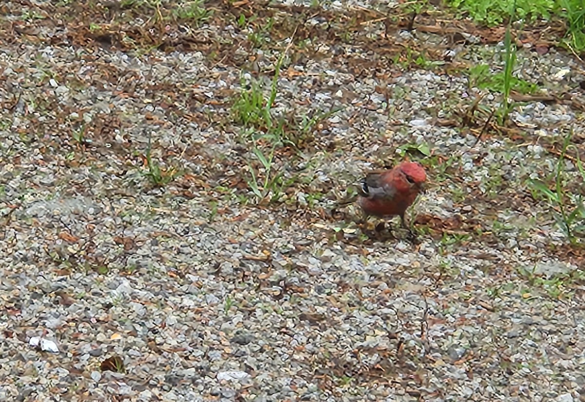 Pine Grosbeak - ML583117791