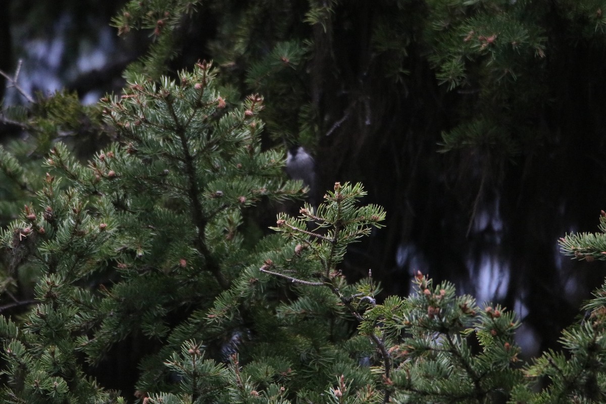 Mountain Chickadee - ML583118391