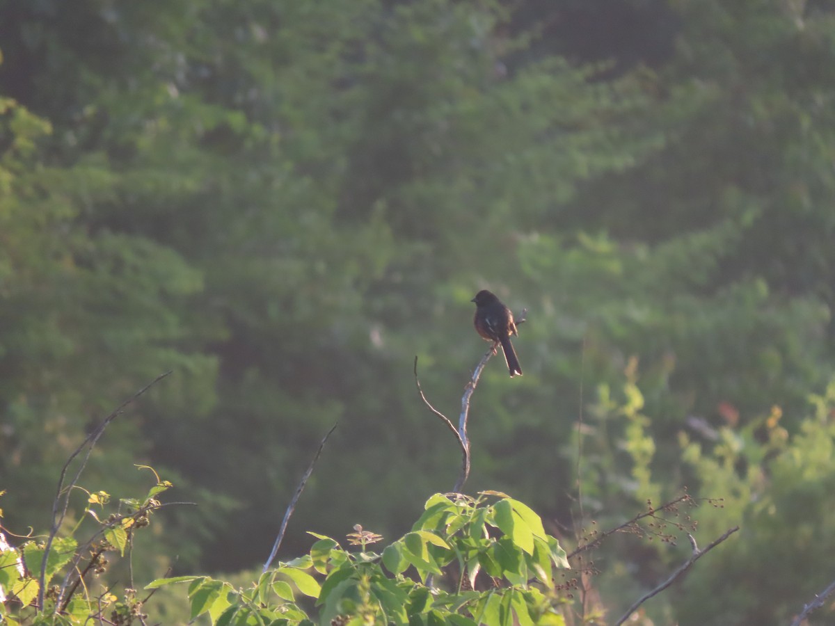 Eastern Towhee - Eric Anderson