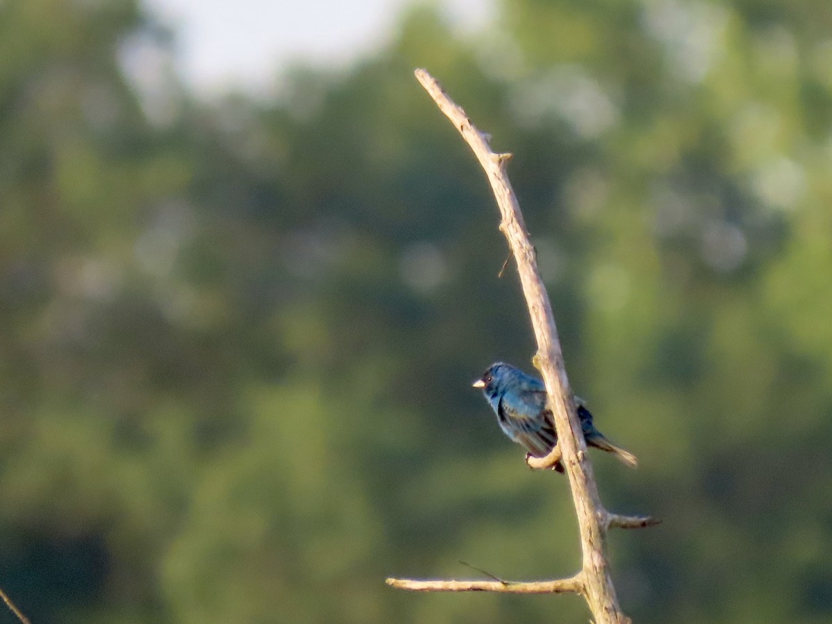 Indigo Bunting - ML583118811