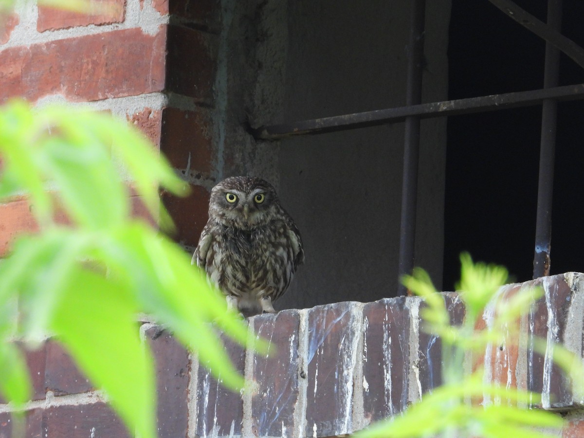 Little Owl - ML583119141