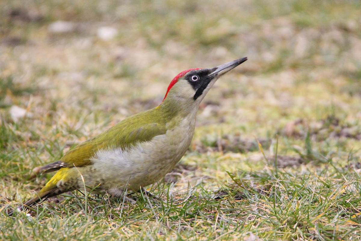 Eurasian Green Woodpecker - ML583119321