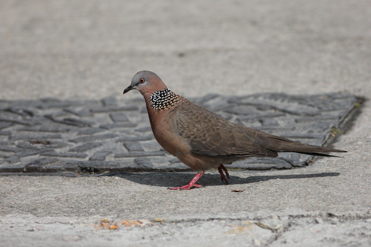 珠頸斑鳩 - ML583119621