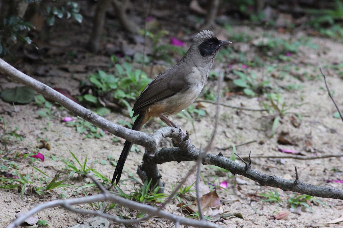 Masked Laughingthrush - Tony Small