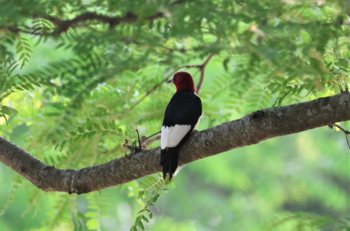 Red-headed Woodpecker - ML583119821