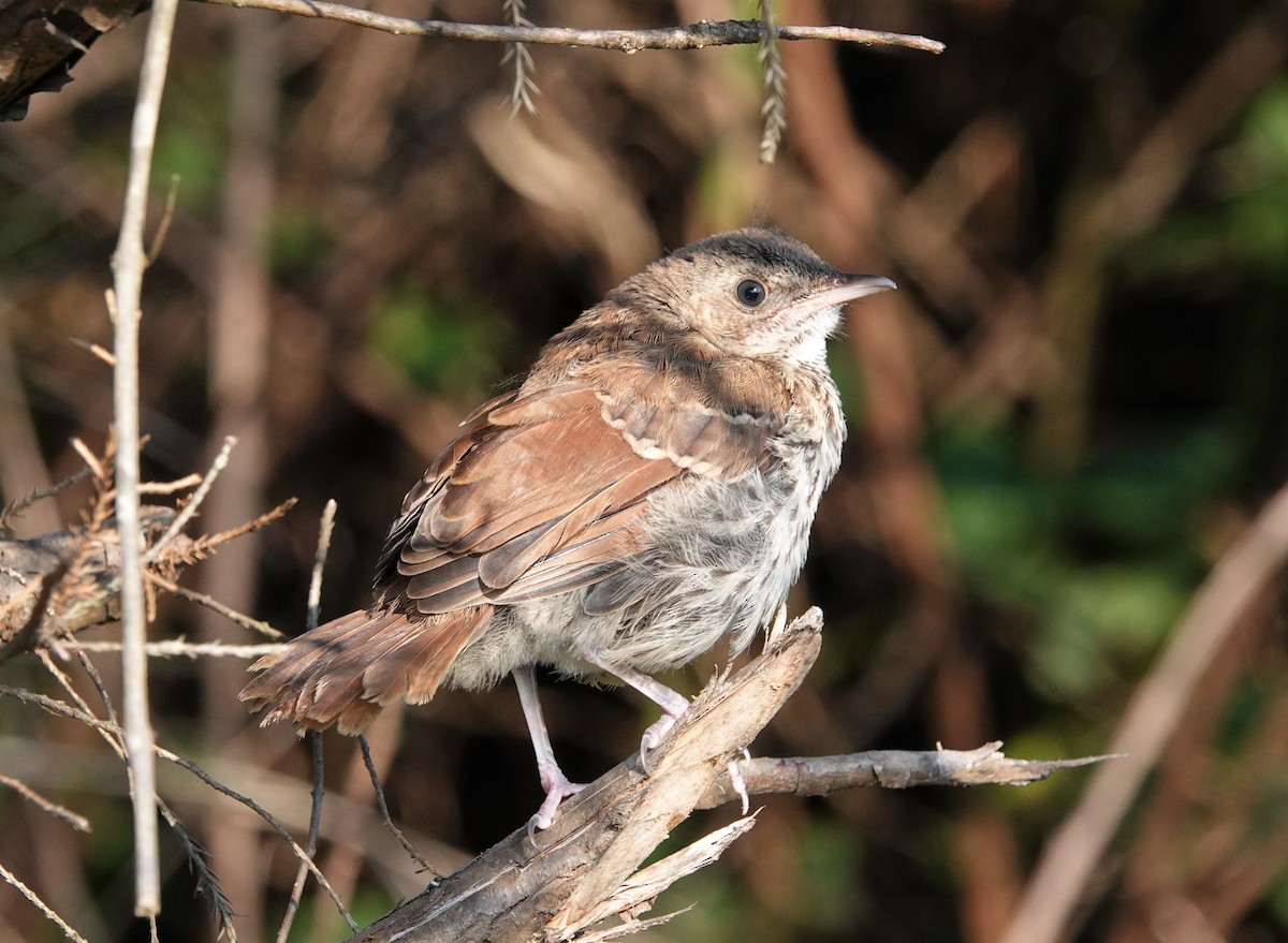 Brown Thrasher - ML583120051