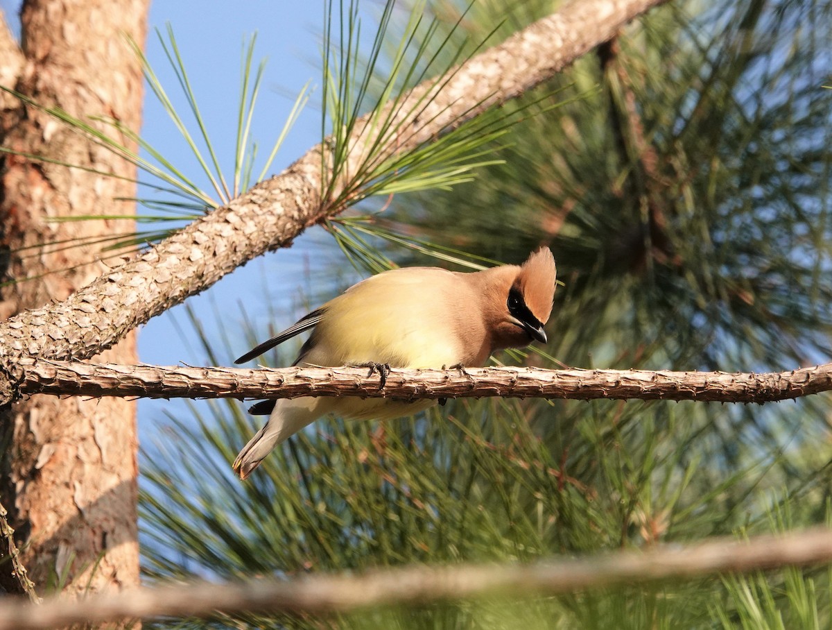 Cedar Waxwing - ML583120091
