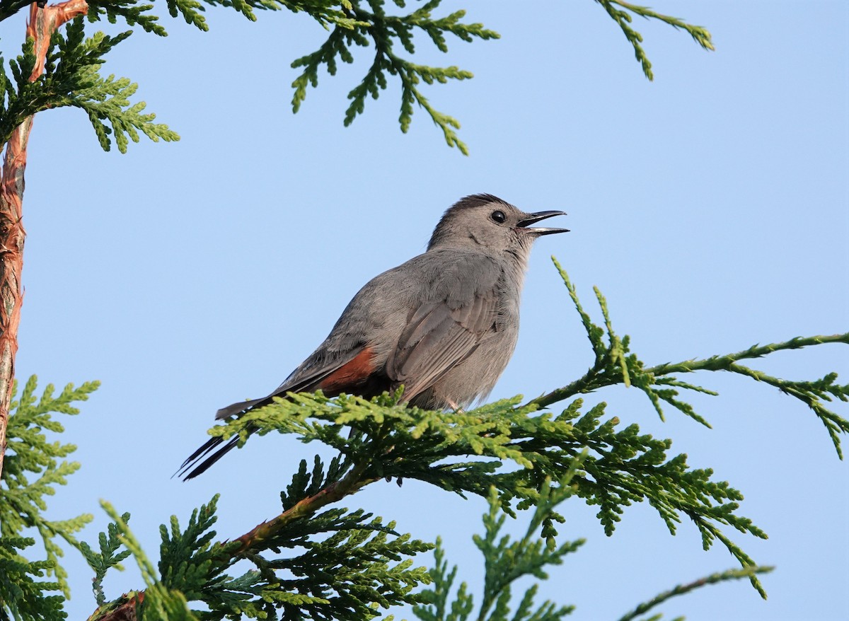 Gray Catbird - ML583120341
